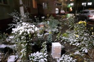В Брянске выпал первый снег и ожидается более холодная зима, чем в прошлом году