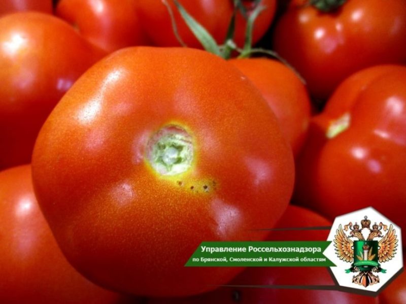 В Брянской области не пустили в Москву 19,5 тонн зараженных молью томатов