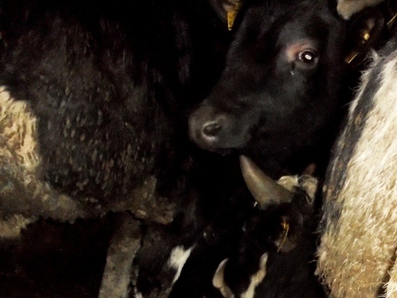 В Брянской области на границе притормозили белорусских коров-нелегалов