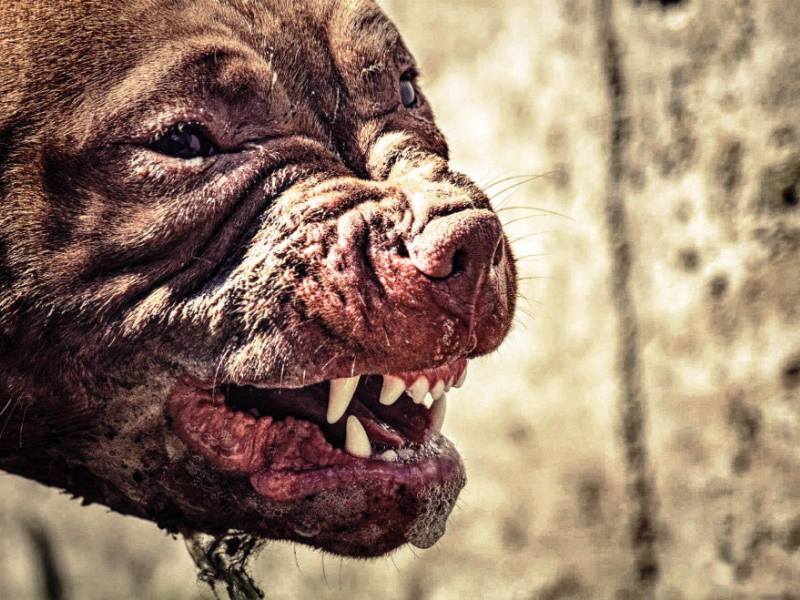 В Брянске бойцовая собака загрызла хозяина — соцсети