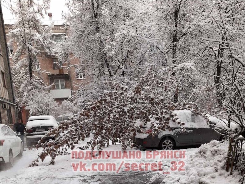 Снег с утра ломает деревья в Брянске