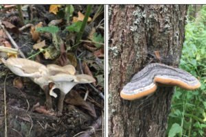 В заповеднике «Брянский лес» и его окрестностях найдено 11 новых видов грибов
