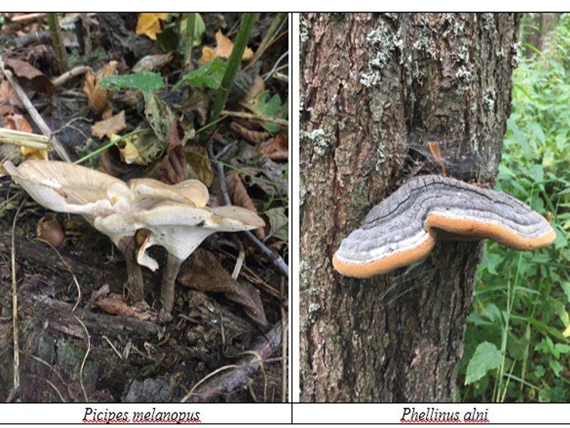 В заповеднике «Брянский лес» и его окрестностях найдено 11 новых видов грибов