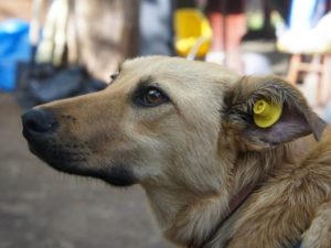 Российские кинологи назвали основные причины нападения бездомных собак