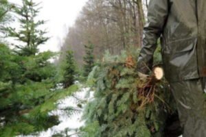 В Брянской области стражи порядка изъяли 306 незаконных новогодних ёлок