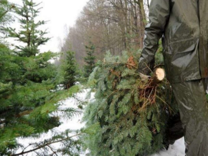 В Брянской области стражи порядка изъяли 306 незаконных новогодних ёлок