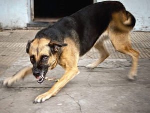 Собачья столица: власти Климовского района нарвались на стотысячный иск за нападение собаки на женщину