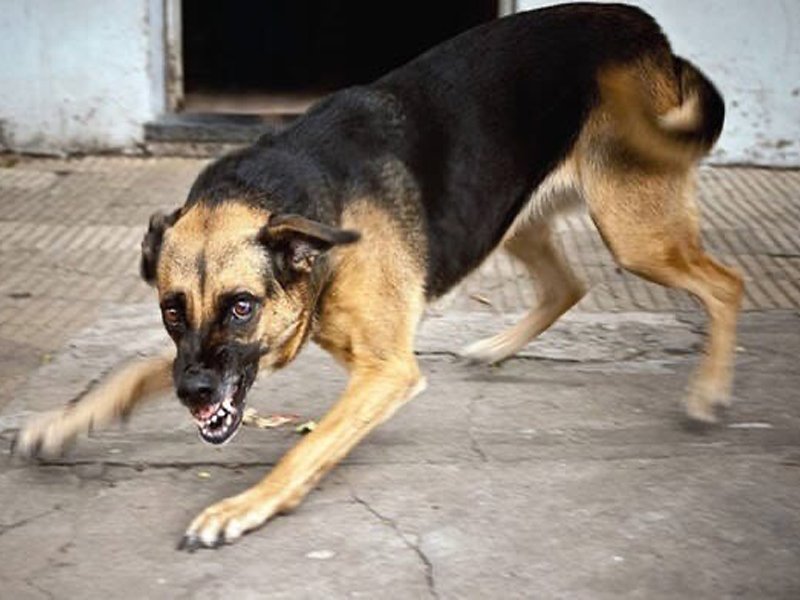В Карачеве за два дня бродячие собаки покусали восьмерых человек. Горожане требуют от администрации решения проблемы