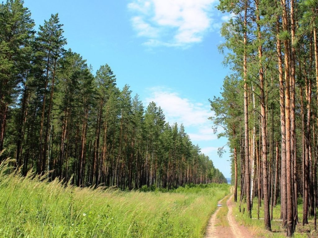 В Брянской области подумают о благоустройстве пригородных лесов