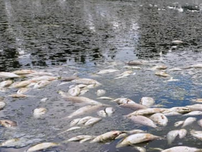 Незаконные сбросы клинцовского химзавода убивают промысловую рыбу — прокуратура