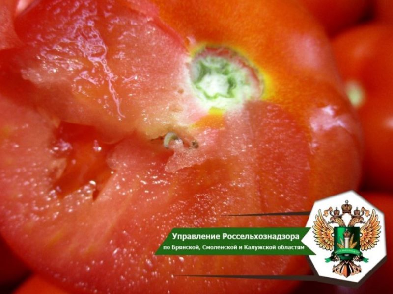 В Брянской области развернули 20 тонн испорченных томатов