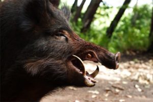 Итоги зимнего учёта животных в брянских лесах: в борьбе с АЧС практически уничтожено поголовье кабанов