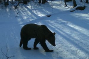 Медведи в «Брянском лесу» проснулись. Ждём пробуждения Лешего