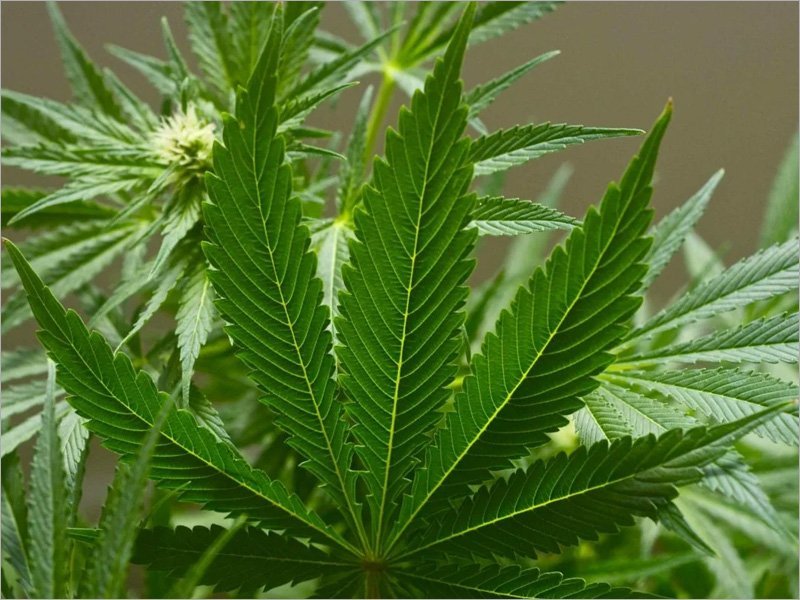 Наркоман в Брянске получил полтора года за сорванный и высушенный куст «травы»