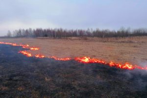 В Брянской области зафиксированы первые случаи поджога сухой травы