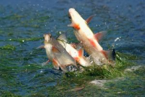 С 1 апреля в Брянской области объявлен запрет на рыбную ловлю