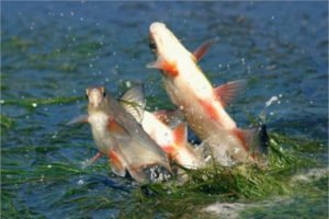 С 22 марта на реках и озёрах Брянской области запрещается рыбная ловля