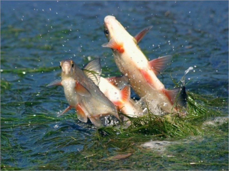 С 22 марта на реках и озёрах Брянской области запрещается рыбная ловля