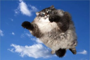 «Сильный ветер поднял в воздух стаю котов в центре Москвы»: 13 лет назад опубликована самая весенняя новость за брянским авторством