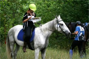 В Брянске впервые в истории пройдут соревнования по конному туризму