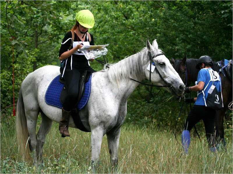 В Брянске впервые в истории пройдут соревнования по конному туризму