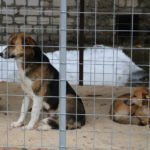Приют для бродячих собак в Брянске начал принимать первых постояльцев
