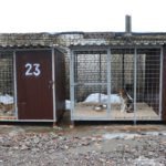 Приют для бродячих собак в Брянске начал принимать первых постояльцев