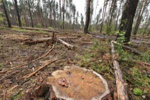 Черный лесоруб из Клетни за 300 кубов леса заплатит миллионный штраф и возместит 5,5 млн. рублей ущерба
