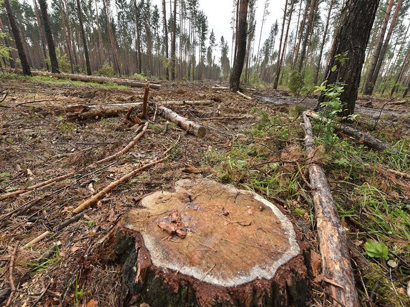 Житель Дубровского района незаконно нарубил деревьев от имени покойного отца