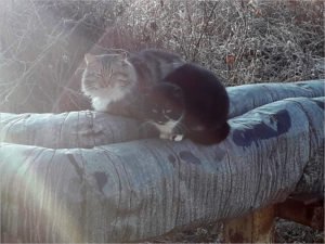 На брянских «голых» теплотрассах могут одновременно греться 6000 котиков
