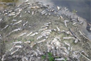 В озере в Суземке произошла массовая гибель рыбы