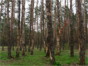 На поляне брянского фестиваля «КСП 176 км» погибает сосновый бор