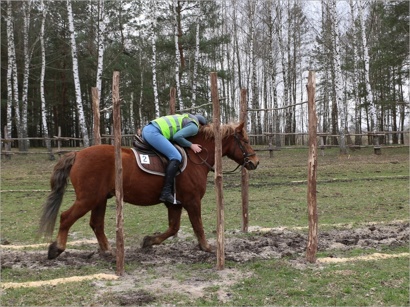 В Нетьинке прошли первые в Брянске соревнования по конному туризму