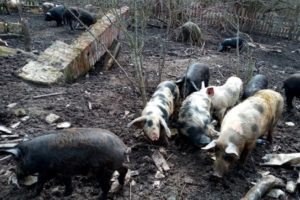 Россельхознадзор пожурил брянское свиноводческое хозяйство за свинство