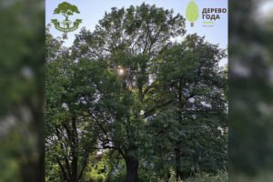 В Брянске ясень — претендент на «Российское дерево года-2021» откопают от мусора