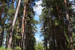 В Брянской области снят запрет на посещение промокших лесов