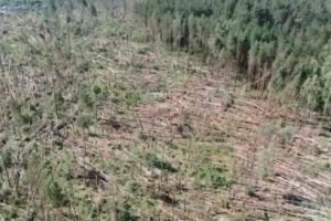 Ураганный ветер «положил» брянские леса под Сельцо