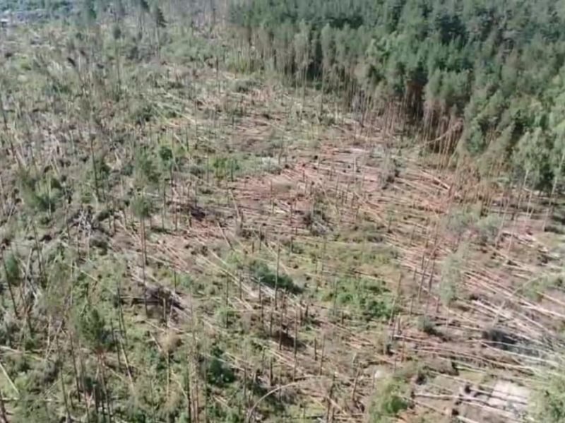 Ураганный ветер «положил» брянские леса под Сельцо