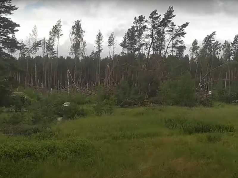 Появилось видео ураганного «лесоповала» под Сельцо Брянской области