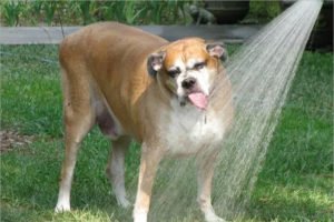 Российские кинологи назвали собак, которым опасны физические нагрузки в жару