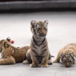 В Брянском цирке родились четверо тигрят