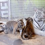 В Брянском цирке родились четверо тигрят