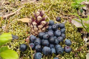 Содержание радионуклидов в ягодах и грибах, собранных на юго-западе Брянской области, не превышает норму