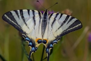 «Брянский лес» посвятит последние волонтёрские выходные зимовке бабочки