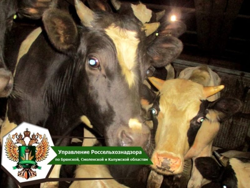 В Брянскую область не пустили два десятка белорусских коров