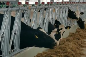 В Брянскую область завезли 630 коров голштинской породы. Под крупный инвестпроект