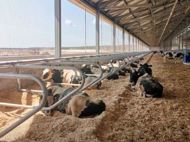 В Брянскую область завезли 630 коров голштинской породы