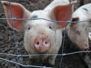 Россельхознадзор оценит «зоосанитарный статус» брянских свиноводческих хозяйств