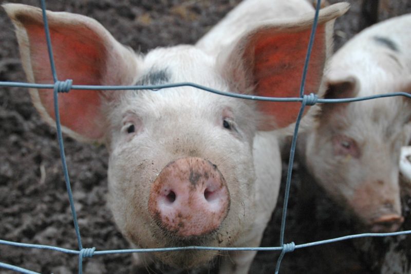 В Почепском районе установлен карантин по африканской чуме свиней