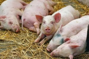 Дописследования не подтвердили африканскую чуму свиней в Унечском районе — управление ветеринарии